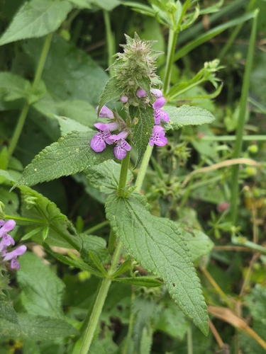 Marsh Woundwort