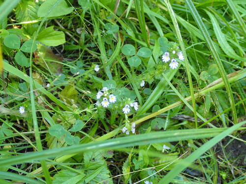 Euphrasia maximowiczii observed 2026-08-27