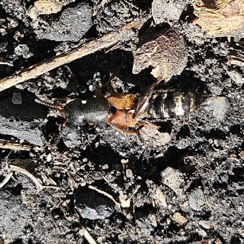 Platydracus stercorarius