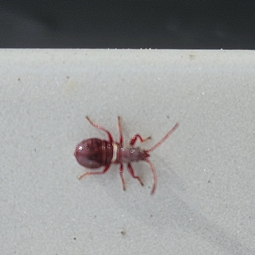 Lime seed bug