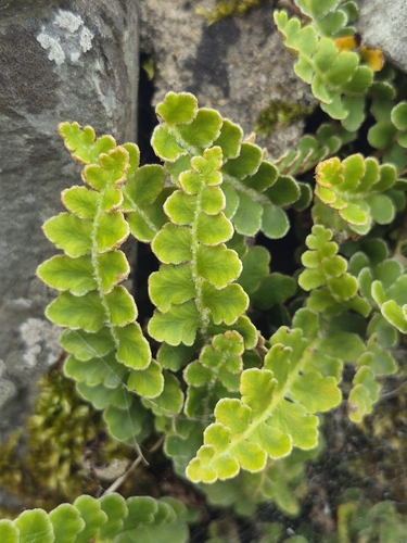 Rustyback