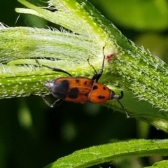 Rhodobaenus quinquepunctatus