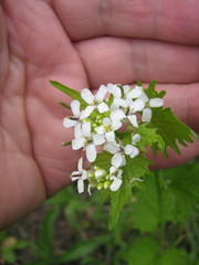 Alliaria petiolata