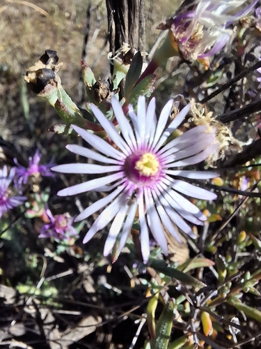 Lampranthus emarginatoides, photograph 3