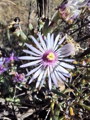 (c) douglaseustonbrown, some rights reserved (CC BY-SA) Lampranthus emarginatoides, photograph (c) douglaseustonbrown, some rights reserved (CC BY-SA)