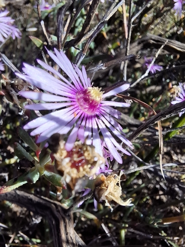 Lampranthus emarginatoides, photograph 4