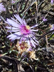 (c) douglaseustonbrown, some rights reserved (CC BY-SA) Lampranthus emarginatoides, photograph (c) douglaseustonbrown, some rights reserved (CC BY-SA)