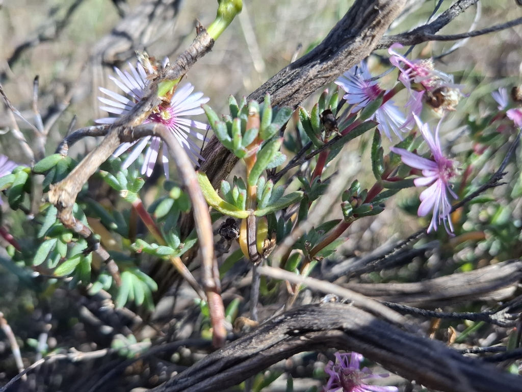 Lampranthus emarginatoides; photograph (c) douglaseustonbrown, some rights reserved (CC BY-SA)