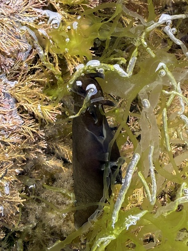 Aplysia punctata, 2026-08-23
