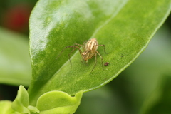 Oxyopes elegans