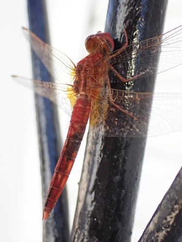 Broad Scarlet