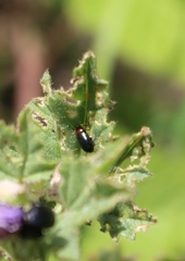 Podagrica fuscicornis