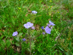 Phacelia ciliata