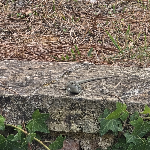 Italian Wall Lizard
