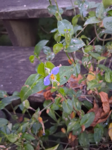 Asiatic dayflower