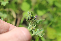 Podagrica fuscicornis