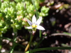 Romulea minutiflora