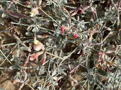 Lotus bryantii