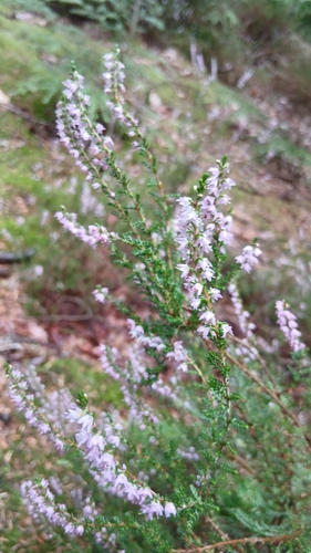 common heather