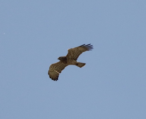 Short-toed Snake-Eagle