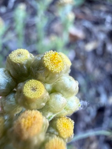 Jersey Cudweed