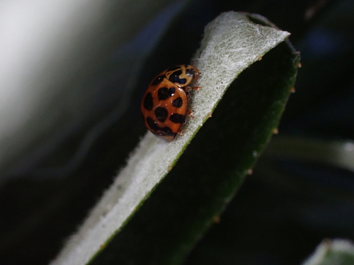 Large Spotted Ladybird