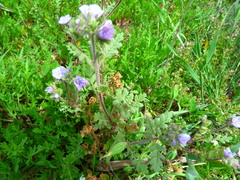 Phacelia ciliata