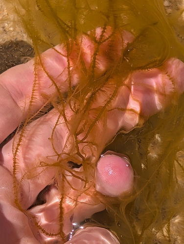 Arthrocladia villosa observed 2026-08-29