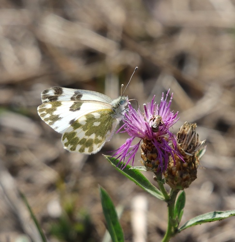 Eastern Bath White