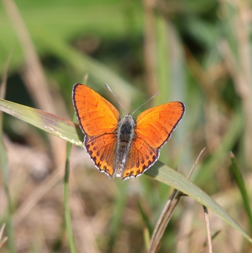Lesser Fiery Copper