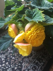Begonia × tuberhybrida