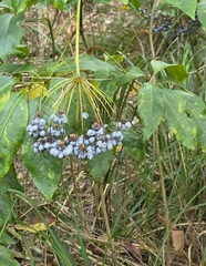 Mackinlaya macrosciadea