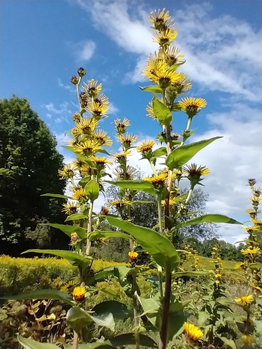 Inula racemosa (Inula racemosa)