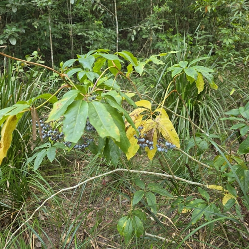 Mackinlaya macrosciadea, photograph 2