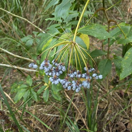 Mackinlaya macrosciadea, photograph 3