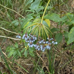 Mackinlaya macrosciadea, photograph (c) Martin Rady, some rights reserved (CC BY)