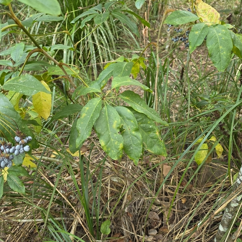 Mackinlaya macrosciadea, photograph 4