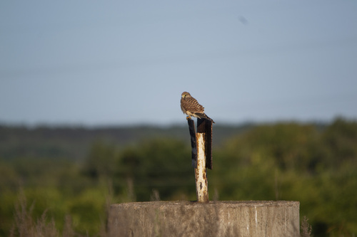 Eurasian Kestrel