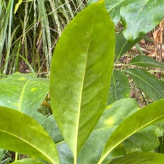 Mackinlaya macrosciadea, photograph (c) Martin Rady, some rights reserved (CC BY)
