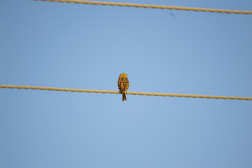 Yellowhammer