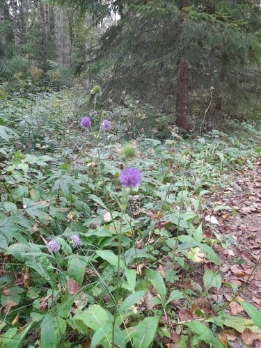 Devil's-bit Scabious