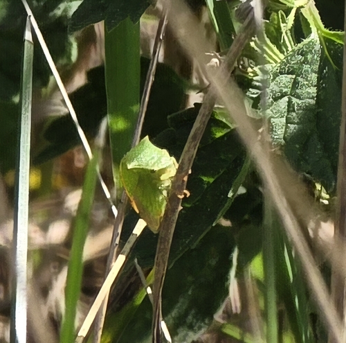 Buffalo Treehopper