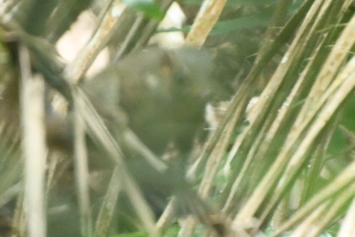 Tupaia javanica