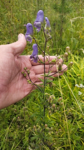 Aconitum volubile, photograph 5