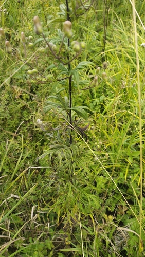 Aconitum volubile, photograph 6