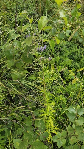 Aconitum volubile, photograph 4