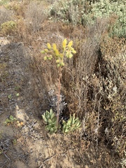 Dudleya cultrata