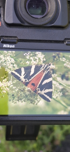 Jersey Tiger