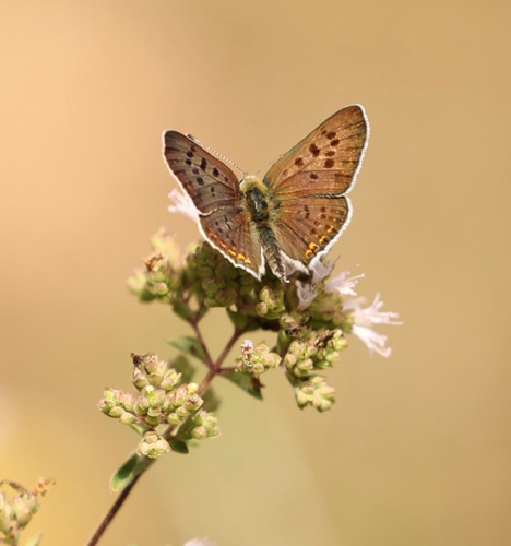 Sooty Copper