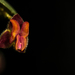 Lepanthes tracheia - Photo (c) gustavopisso, some rights reserved (CC BY-NC)